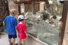 Rio Safari 2026